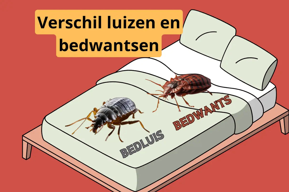 Bedluis 5 Cruciale verschillen tussen bedluizen en bedwantsen